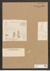 Schizonema spinescens Ktz. (de-Toni-Nr.: Genus 20, Species 1197) Zeichnungen Sammlung Grunow Nr. 2304 (NHMW-BOT-W0369426)
